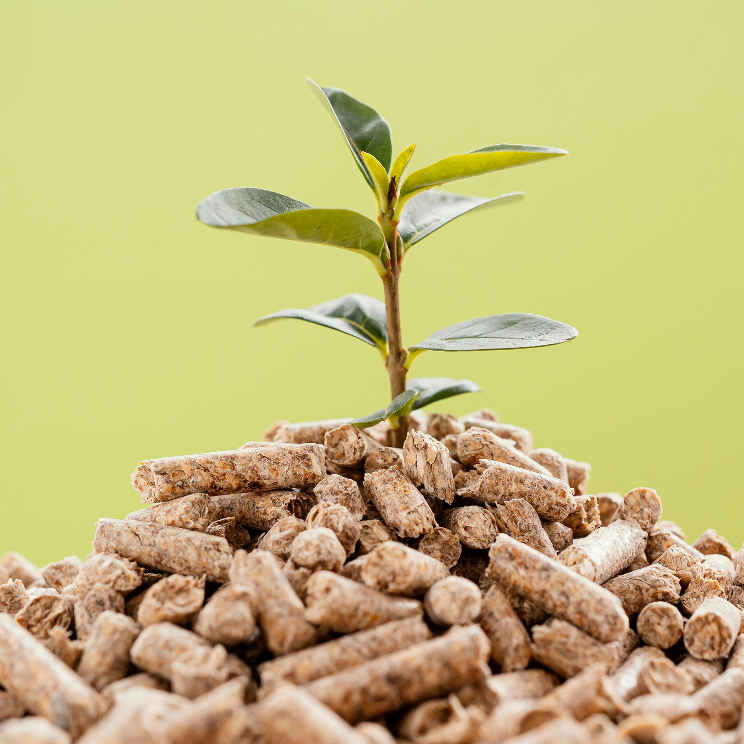 อุตสาหกรรมชีวมวลและพลังงานไม้เม็ด