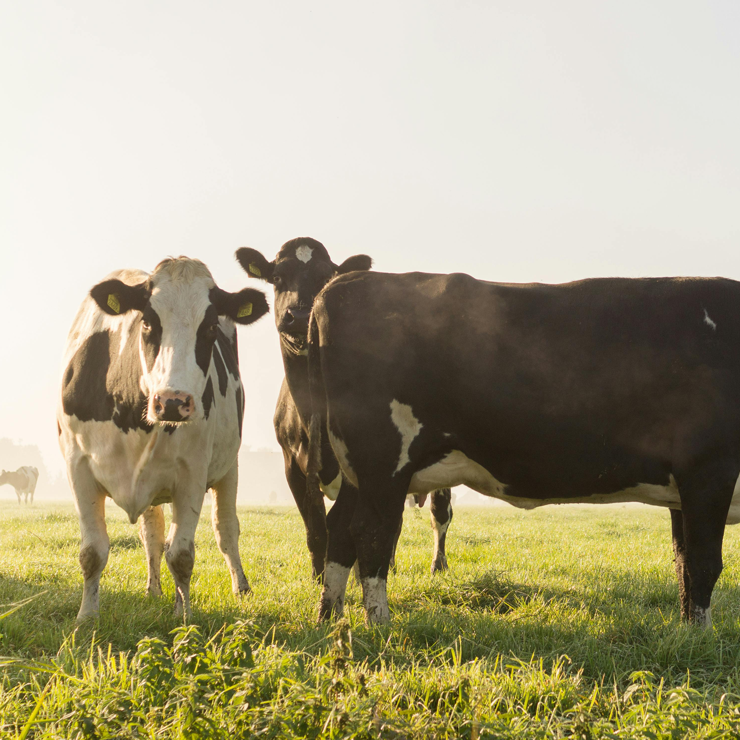 อาหารสัตว์และเกษตรกรรม